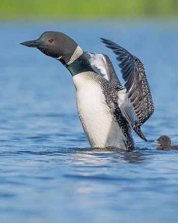 Loon bird, Boaters, Threats, Minnesota lakes HD phone wallpaper