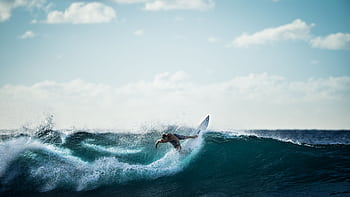 Thrilling action shot of a surfer riding the waves under a clear sky. HD wallpaper
