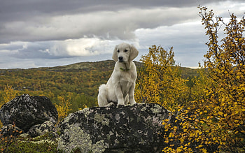 Dog, sweet, animal, dogs, cute, beautiful, puppys, puppy, pretty, animals, lovely HD wallpaper