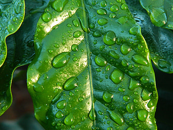 Drops, Macro, Surface, Sheet, Leaf HD wallpaper