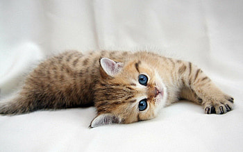 kitten , High-quality , PC and mobile HD wallpaper