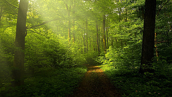Sun-drenched forest, Nature's radiance, Beams of light, Enchanted woods HD wallpaper