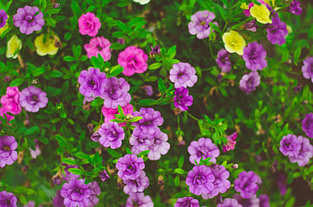 Plants, Flowers, Flower Bed, Flowerbed HD wallpaper