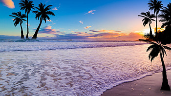Palm trees, Exquisite landscapes, Stunning beauty, Nature's wonders HD wallpaper