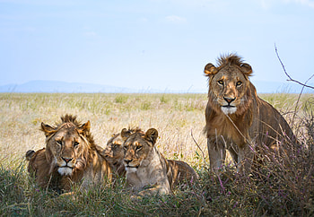 Serengeti National Park, African Miles Travel, Agency, Explore HD wallpaper