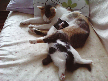 cat and her kitten, cats, cute, lovely, love HD wallpaper
