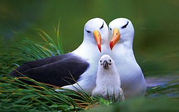 Birds, Animals, Beak, Nest, Nestling, Chick HD wallpaper