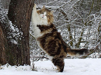 winter cat, winter, graphy, animals, snow, cats, cool, nature, beauty HD wallpaper