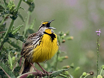 PRETTY LITTLE BIRD, PRETTY, LITTLE, YELLOW, BIRD HD wallpaper