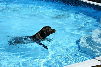 Chip going to get his frisbee, dogs, chip, cute, funny HD wallpaper