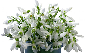 Plants, Flowers HD wallpaper