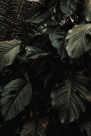 Explore vibrant, lush tropical leaves creating an idyllic and serene jungle scene. HD phone wallpaper