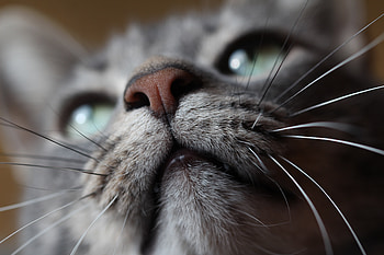Animals, Cat, Muzzle, Mustache, Moustache, Nose HD wallpaper