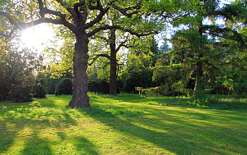 Oak Tree, Oak trees , John Mercado, Nature scenery HD wallpaper