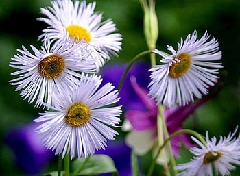 natural, simplicity, color, graphy, beauty, summer, abstract, nature, flowers HD wallpaper