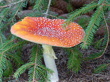 Amanita (death cap), garden, colors, mushroom, fall HD wallpaper