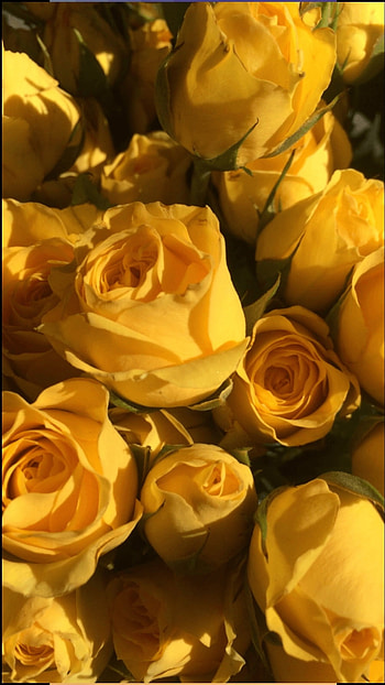 Yellow Aesthetic, Yellow Rose HD phone wallpaper