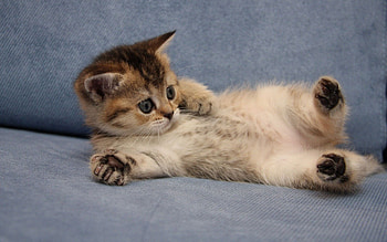 Kitten, animal, feline, cat HD wallpaper