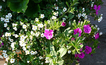 Lovely Together, pink, white, washington, flowers HD wallpaper