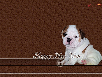 New year bull dog, dog, puppy, brown, holiday, new year HD wallpaper