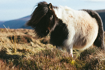 Animals, Horse, Pony, Long Haired, Long-Haired HD wallpaper