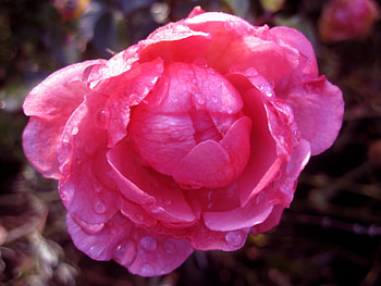 Rose, pink, drop, flower, nature, flowers HD wallpaper