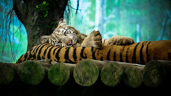 Tiger Amazing graphy, tiger, animals, graphy HD wallpaper
