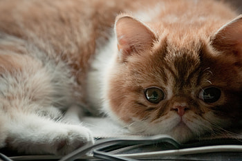 Ginger, Exotic Shorthair Cat HD wallpaper