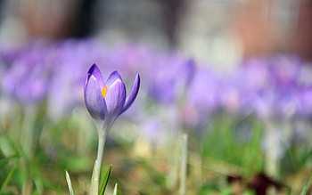 Crocus, nature, flowers, spring HD wallpaper
