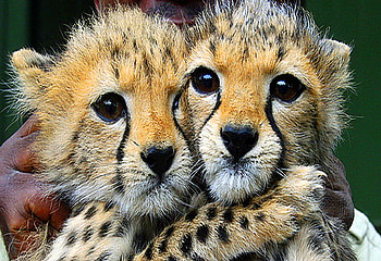 Sisters, three months, cats, cheetah, gold white black, spotted HD wallpaper