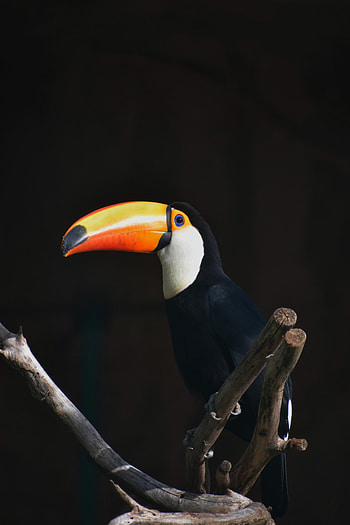Animals, Bird, Beak, Branch, Toucan HD phone wallpaper