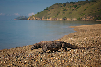 Komodo Island, Komodo dragon HD wallpaper