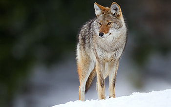 canine , High-resolution , Dog breeds, Stunning visuals HD wallpaper