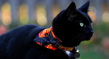 Black Cat, Black, Cat, look, Animal HD wallpaper