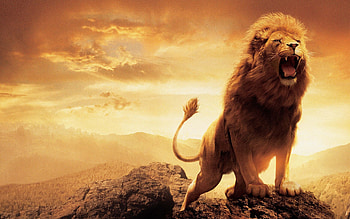Chronicles of Narnia, Lion's resolution HD wallpaper
