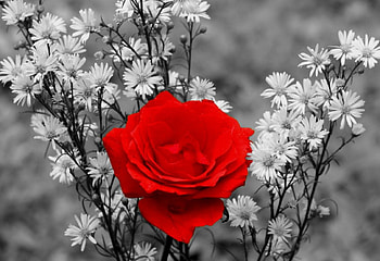 Red rose, rose, new, , red HD wallpaper
