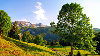 beautiful countryside landscape, trees, meadow, road, grass, mountains HD wallpaper