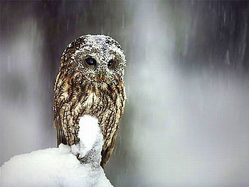 Snow Owl, cool, owl, , snow HD wallpaper
