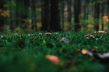Close-up view of vibrant green moss and small mushrooms on a forest floor. HD wallpaper