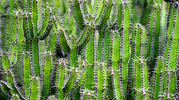 Flowers, Flower, Plant, Cactus, Prickles, Thorns HD wallpaper