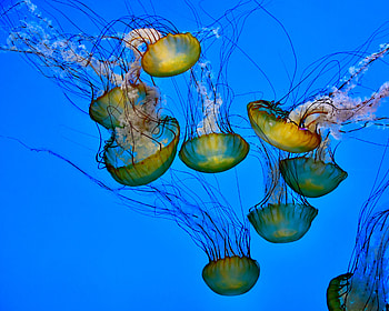Animals, Water, Jellyfish, Tentacle, Underwater, Submarine HD wallpaper
