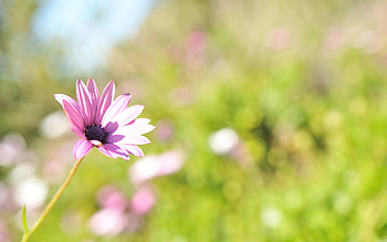 Grass, Flower, Macro, Glare, Field, Sunlight HD wallpaper