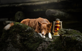 Border Collie, animal, dog, border, collie HD wallpaper