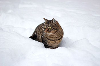 Animals, Winter, Snow, Cat, Stroll HD wallpaper