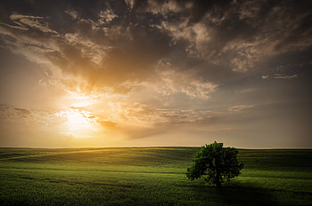 Nature, , Landscape, Grass, Horizon, Lonely Tree, Sky, Tree HD wallpaper