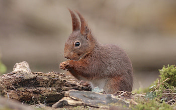 Animals, Squirrel, Sit, Animal, Kid, Tot HD wallpaper