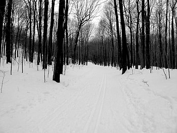 Winter, Nature, Road, Forest, Bw, Chb HD wallpaper