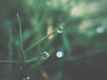 Grass, Drops, Macro, Blur, Smooth, Dew HD wallpaper