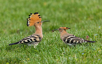 Hoopoes, grass, birds, animals HD wallpaper