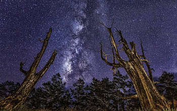 stars over a forest, fun, space, cool, nature, stars, forest HD wallpaper